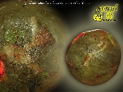 �١����¹��� ���������ʡ �ѧ��д���� : ��ǧ������� �Ѵ�ç��