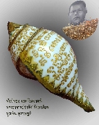 ����ѧ��ͧ ����Թ����� ����Ҩ���������