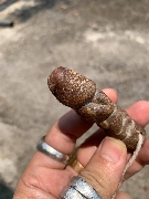 ��Ѵ�ԡ � �ʹ(���) (��Żѧ�Ң��) ����Ҩ������� �Ѵ�ҡ��ӷ��� �.�йͧ