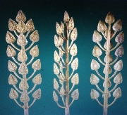 ��С�պ��ǹ�����������ͷͧ����ѵ������ �.����Թ �Ѵ�͹���� ���������2˹�ҵ͡�굻�2525