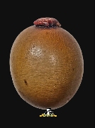 �١��Ҵ ��Ф�١ҪҴ(�ح�ͧ) �Ѵ�͹���� �.�ѷ�ا (�١ⷹ)