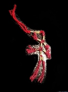 ��駨� ���Ѻ��ٺ��ѧ ���ҧ�¾���Ҩ�������� ��ҡ��