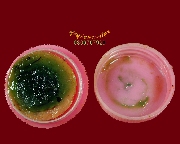 283.�ռ�� ��ٺҤ��� �Ե�ѭ� �ӹѡʧ���Ф�ҧ�� �.��ᾧྪ� ���ѵ���������㹤�Ѻ...2