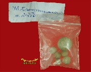 524.�١�����ͼ� ��;������ ����˹֡���� �����ѧ�����ԡ��Һ٪Ҥ�Ѻ***6